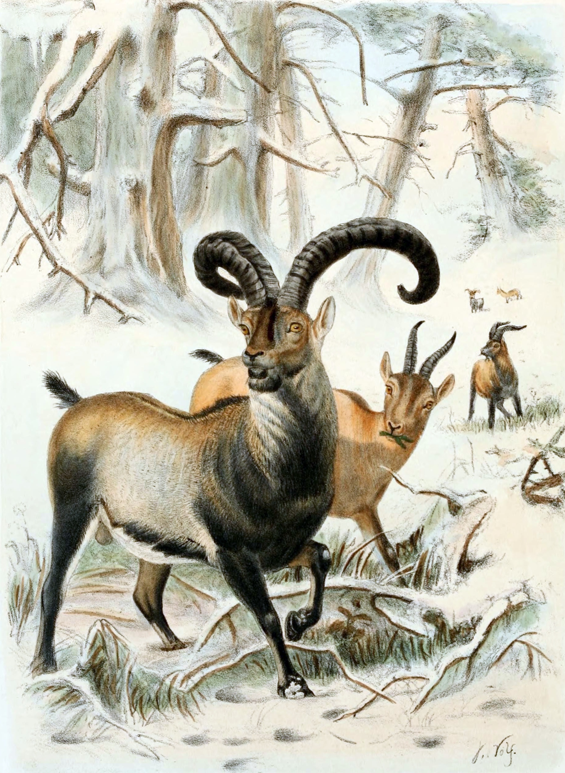 Пиренейский козерог, или букардо (Capra pyrenaica pyrenaica). Последняя представительница вида, Селия, погибла в 2000 году; попытка клонировать вид в 2003 году закончилась неудачей.  Иллюстрация Джозефа Вольфа из издания Ричарда Лидеккера, 1898 год