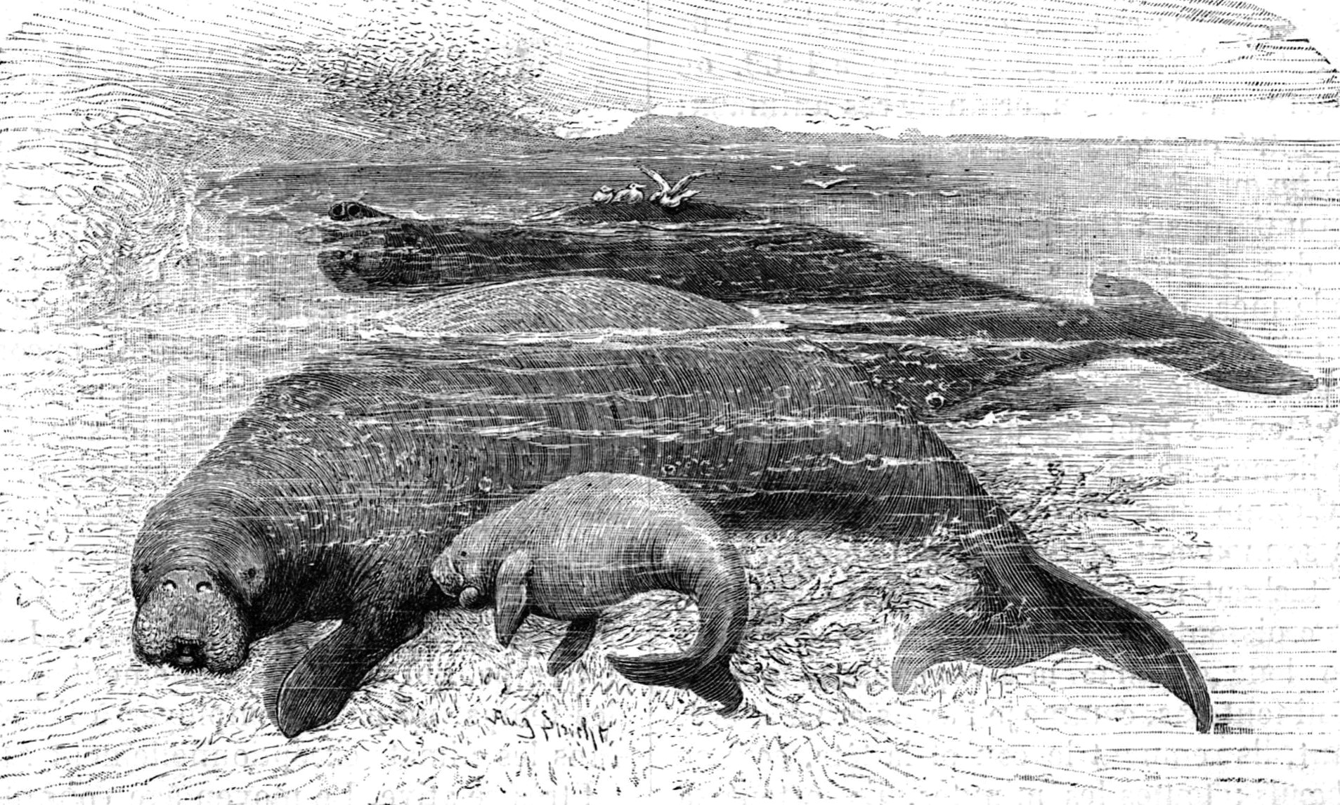 Стеллерова, или морская, корова (Hydrodamalis gigas) — гигантское морское животное, открытое в 1741 году и истребленное всего за 27 лет: последнюю особь убили в 1768 году.  Гравюра из «Brehms Tierleben», ок. 1898 г.