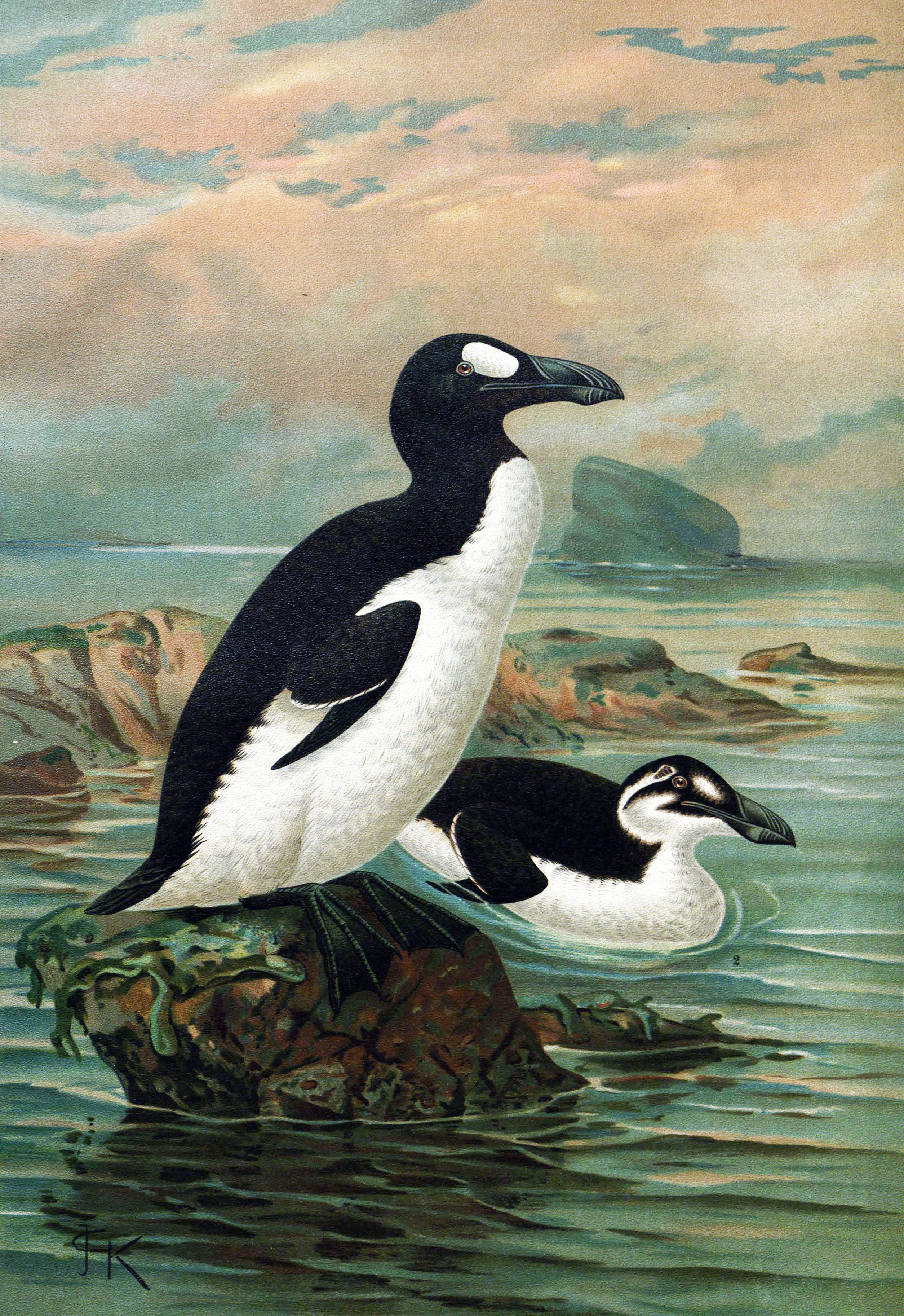 Большая гагарка (Pinguinus impennis) — нелетающий «пингвин» Северной Атлантики. Последнюю пару задушили 3 июня 1844 года на исландском островке Элдей.  Хромолитография по мотивам Дж. Г. Кёлеманса, XIX в. 